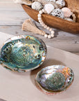 Abalone Shells