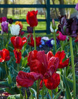 Becoming a Gardener : Catie Marron