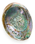 Abalone Shells