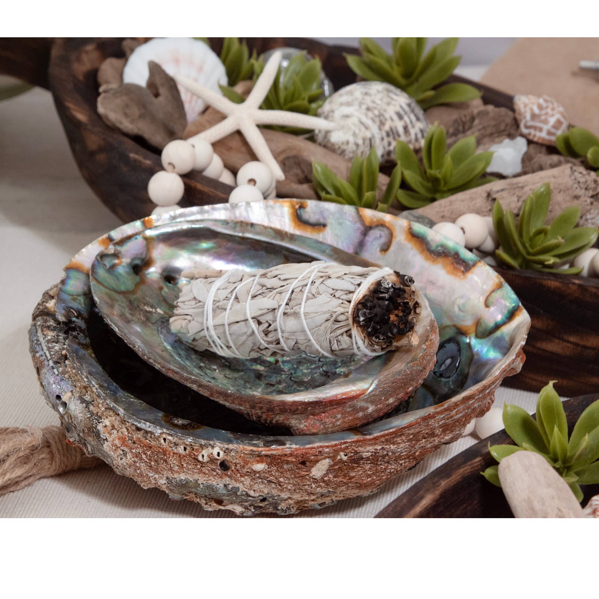 Abalone Shells