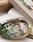 Abalone Shells