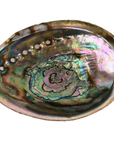 Abalone Shells