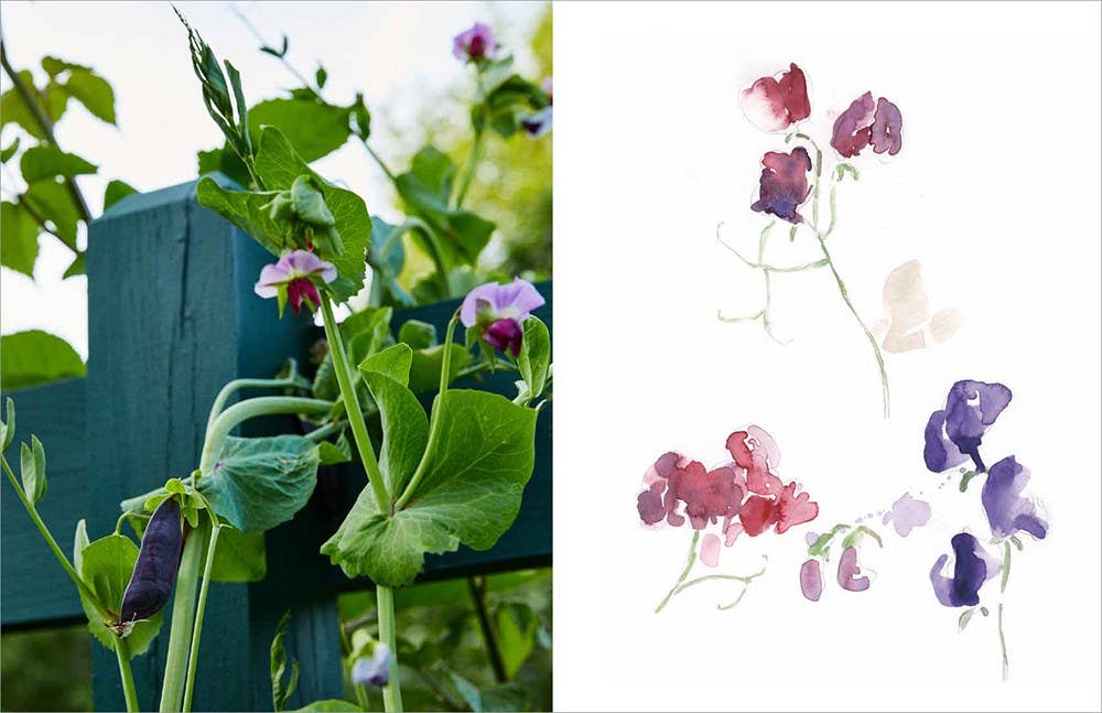 Becoming a Gardener : Catie Marron