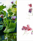 Becoming a Gardener : Catie Marron