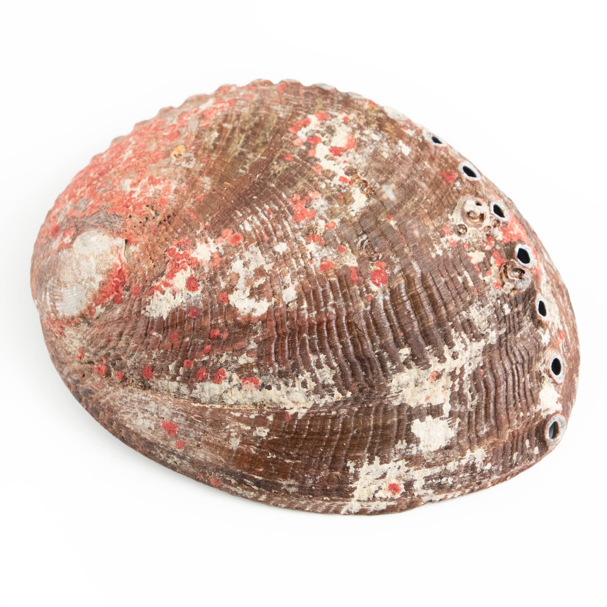 Abalone Shells