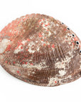 Abalone Shells