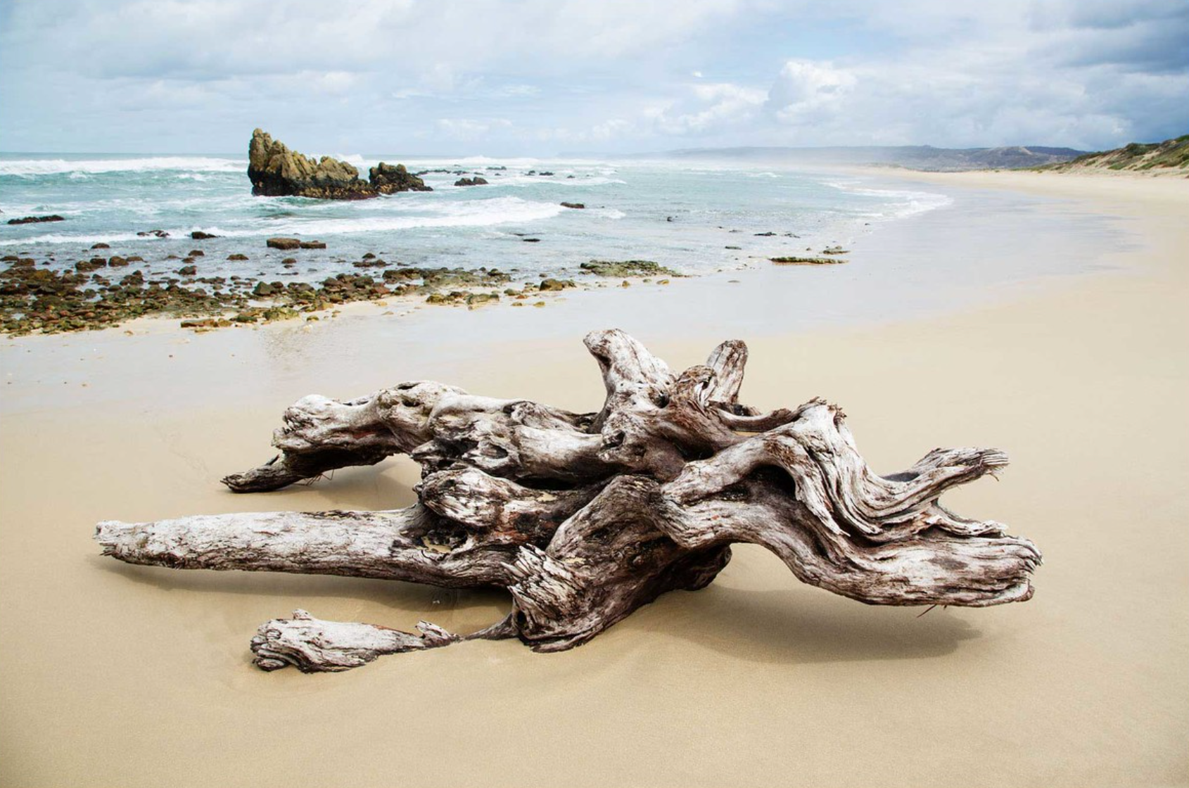 Drift Wood, Goukamma, South Africa