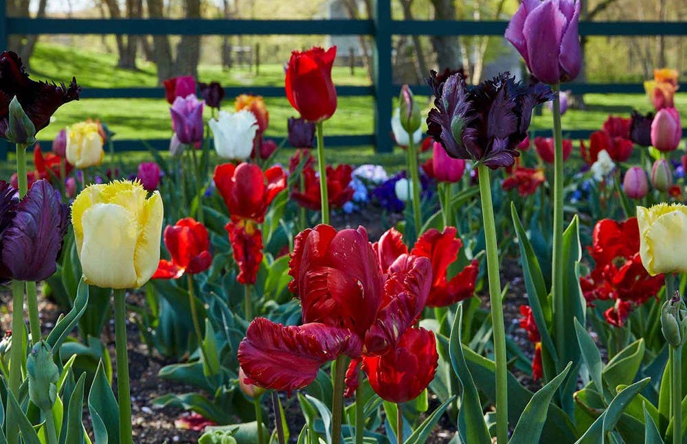 Becoming a Gardener : Catie Marron