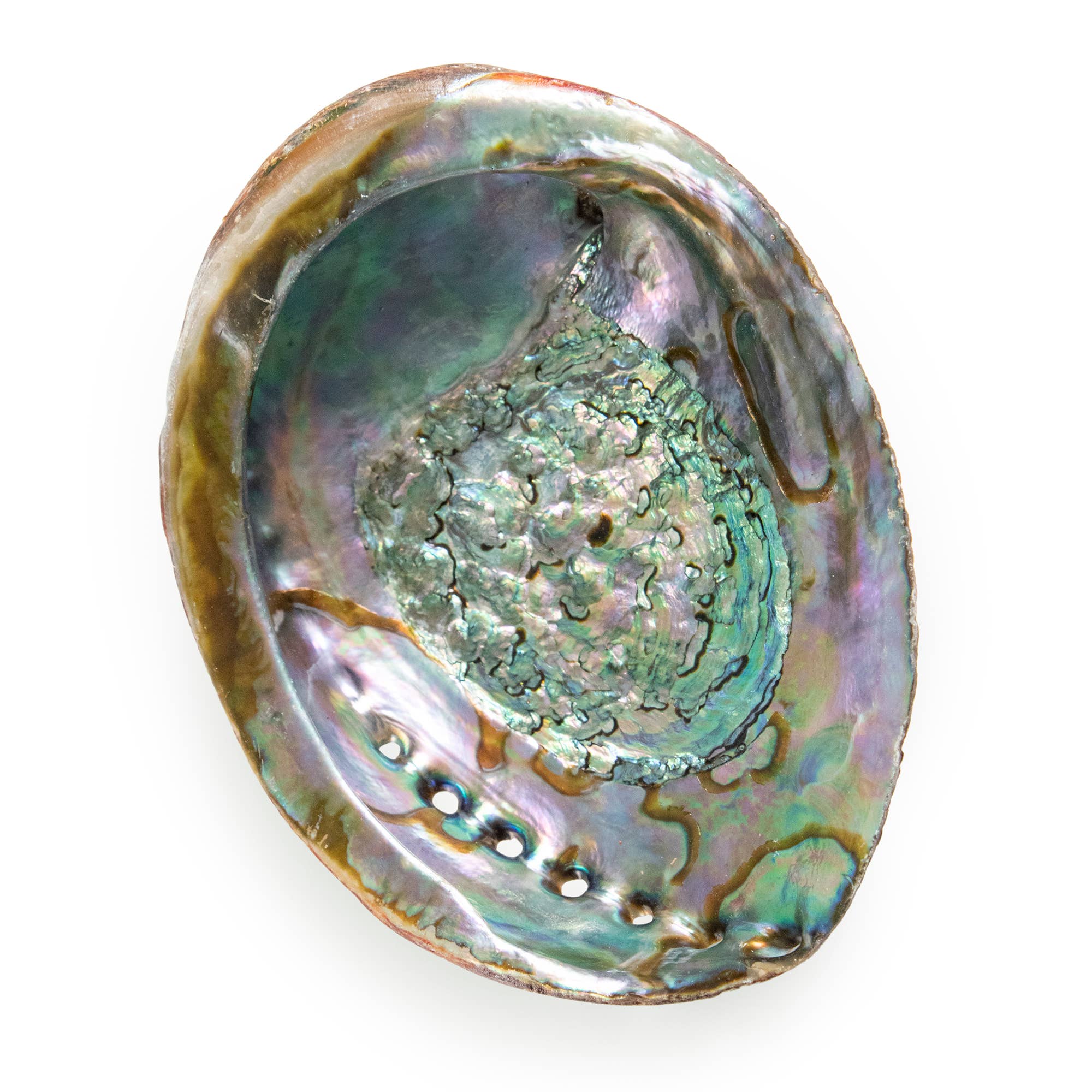 Abalone Shells