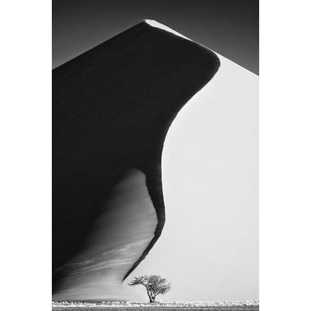 Dunes with Tree Photo on Canvas