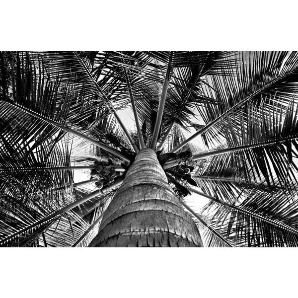 Palm Tree Photo on Canvas