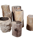 Petrified Wood Stumps